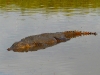 Crocodile 03