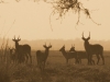 Gorongosa NP - waterbuck