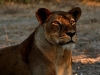 Lioness Gorongosa