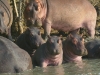 iSimangaliso Wetland Park - Lake St.Lucia Hippos 03