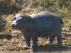 iSimangaliso Wetland Park - Lake St.Lucia Hippos 04