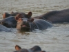 iSimangaliso Wetland Park - Lake St.Lucia Hippos 05
