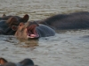 iSimangaliso Wetland Park - Lake St.Lucia Hippos 06