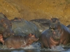 iSimangaliso Wetland Park - Lake St.Lucia Hippos 07