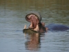 iSimangaliso Wetland Park - Lake St.Lucia Hippos 11