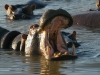 iSimangaliso Wetland Park - Lake St.Lucia Hippos 12