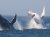 iSimangaliso - Whale Season - Double Breach