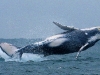 iSimangaliso - Whale Season - Lateral Breach