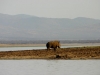 White Rhino - Lake Jozini 01