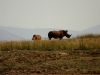 White Rhinos - Lake Jozini 02