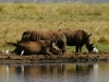 White Rhinos - Lake Jozini 03