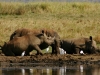 White Rhinos - Lake Jozini 04