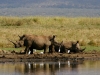 White Rhinos - Lake Jozini 05