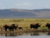 White Rhinos - Lake Jozini 06