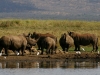 White Rhinos - Lake Jozini 07