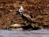 Juvenile African Fish Eagle - Lake Jozini 08