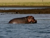 Hippo - Lake Jozini 09