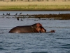 Hippos - Lake Jozini 10