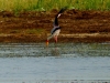 Yellow Billed Stork - Lake Jozini 11