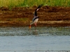 Yellow Billed Stork - Lake Jozini 11