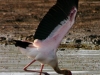 Yellow Billed Stork - Lake Jozini 12