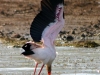 Yellow Billed Stork - Lake Jozini 13