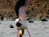 Yellow Billed Stork - Lake Jozini 14