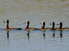 White Faced Ducks - Lake Jozini 15