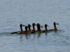 White Faced Ducks - Lake Jozini 16