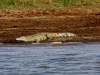 Crocodile - Lake Jozini 17