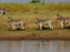 Zebras - Lake Jozini 18