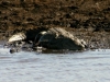 Crocodile - Lake Jozini 19