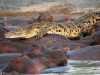 Crocodile vs Hippo - piggyback