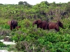 Forest Elephants 1