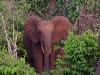Forest Elephants 2