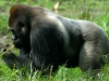 Lowland Gorillas 1