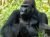 Lowland Gorillas 2