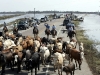 Hurricane Ike - cattle