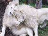 Wild Horses Lodge - white lions