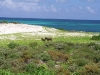 Donkeys on South Caicos