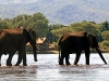 Chiawa Camp - 2 Elephants