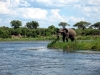 Elephant on Zambezi River