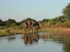 Zambezi - Lower Zambezi Elephants