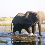 Caprivi