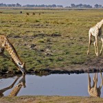 Chobe River